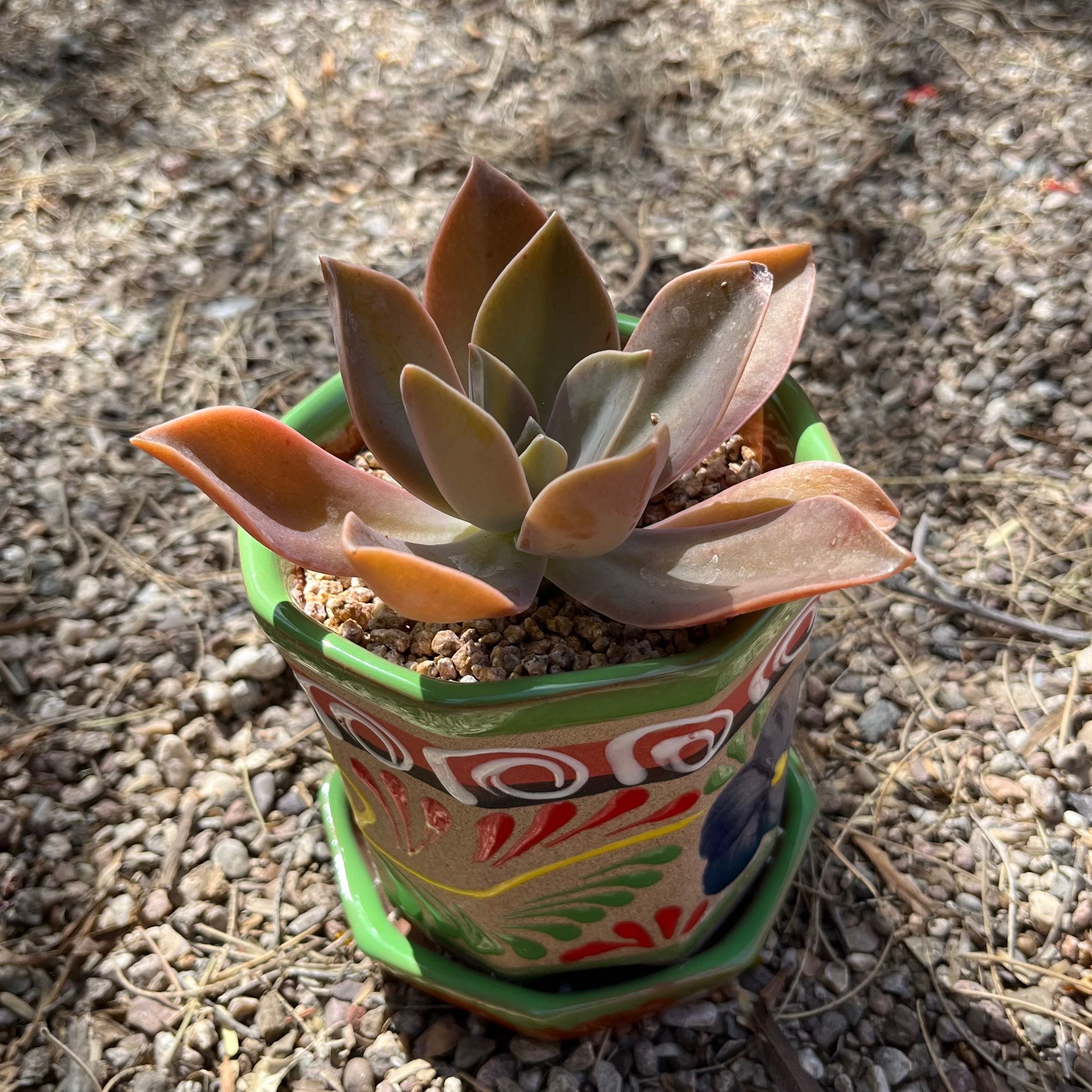 Graptoveria 'Fred Ives' succulent in a decorative pot with visible soil.