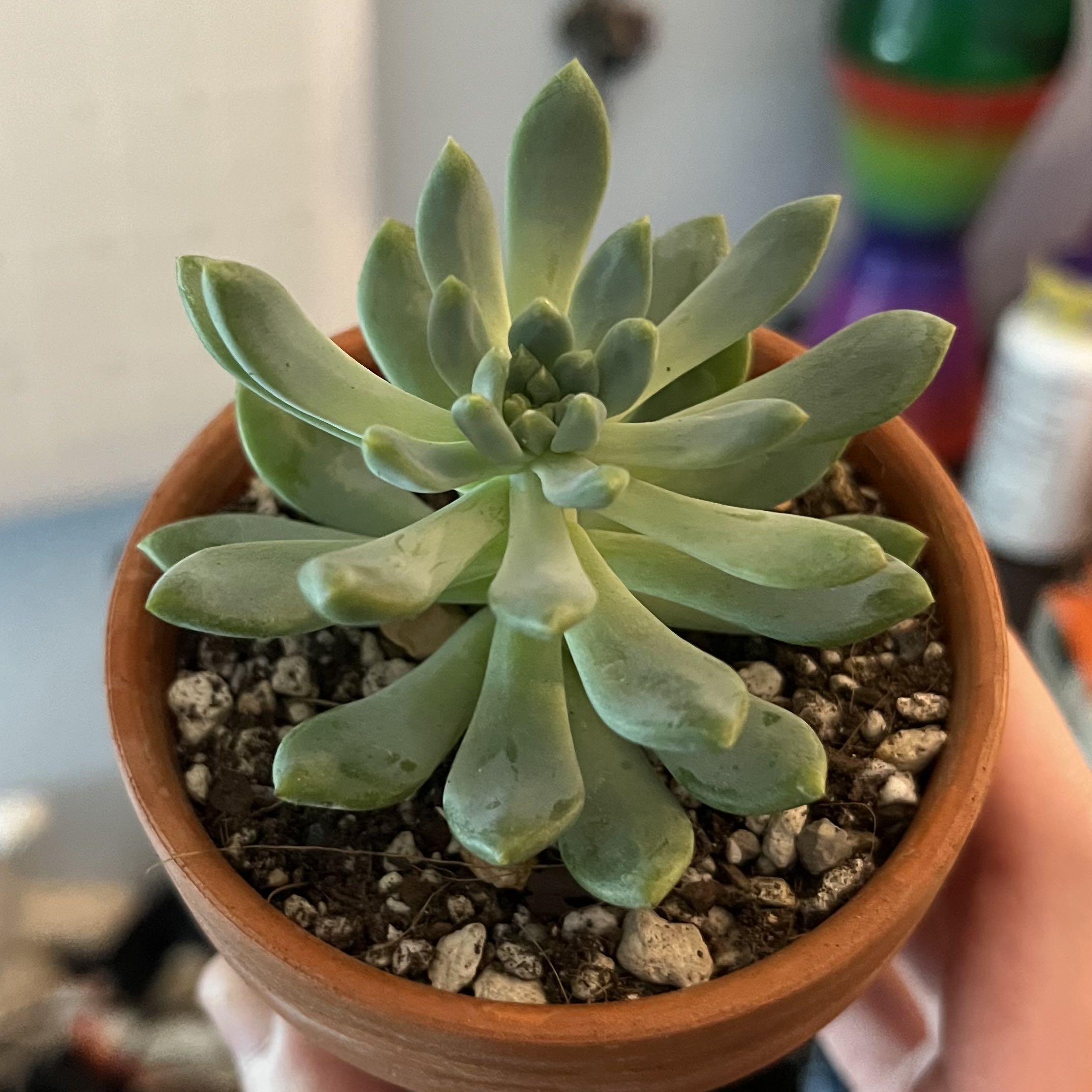 Sedeveria 'Blue Elf' succulent in a terracotta pot, held by a hand.