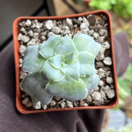 Photo of the plant species Echeveria Cante by @GenteelPigfern named E. cante on Greg, the plant care app