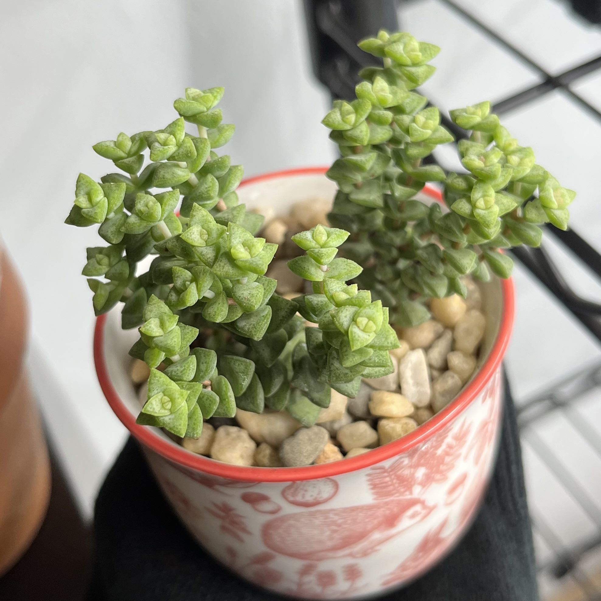 Healthy Tom Thumb succulent in a decorative pot with pebbles.