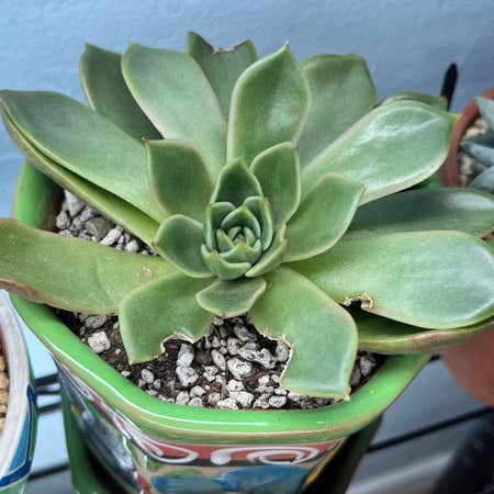 Photo of the plant species Echeveria 'Mira' by @GenteelPigfern named E. ‘Mira’ on Greg, the plant care app