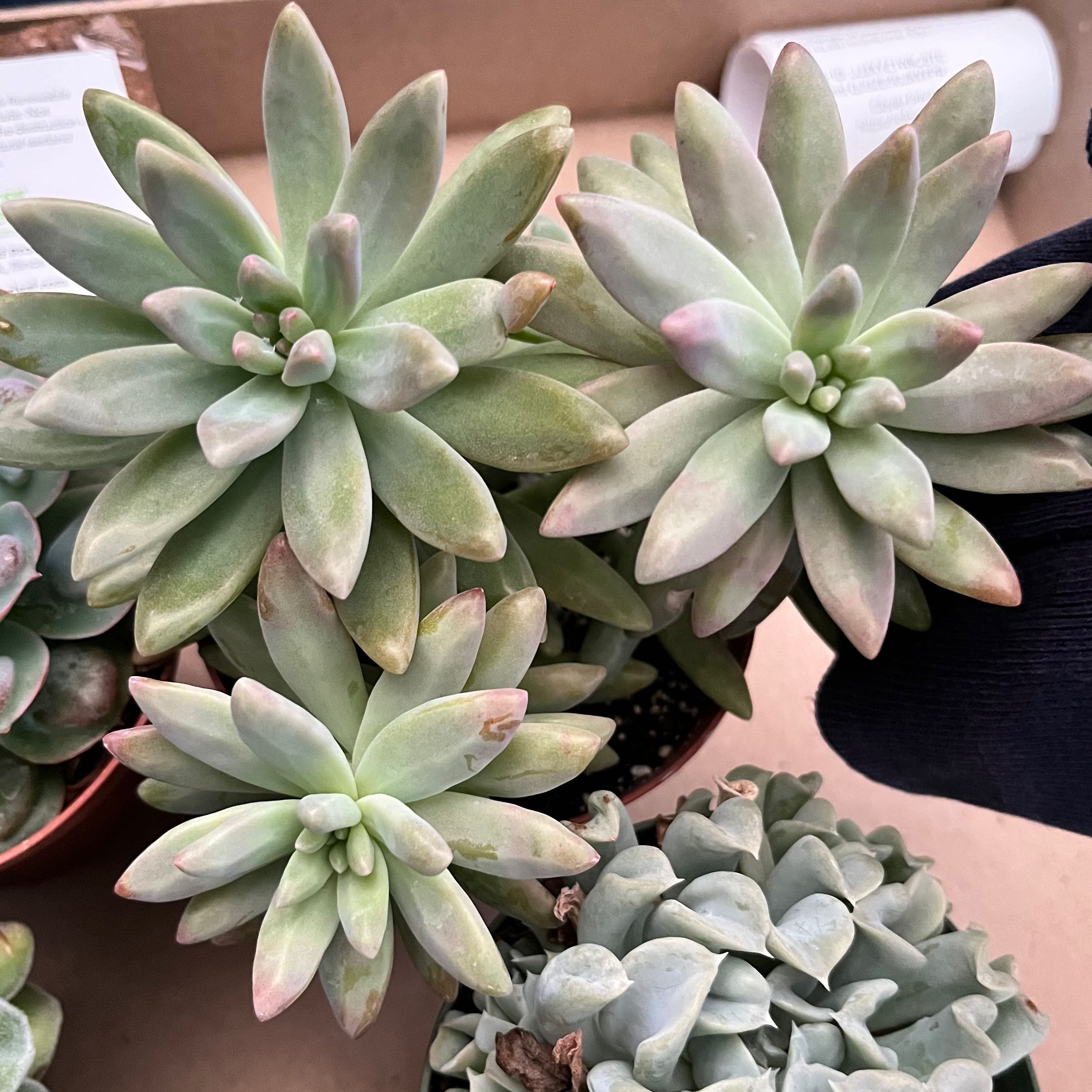 Graptosedum 'Francesco Baldi' succulent with healthy, fleshy leaves in a rosette pattern.