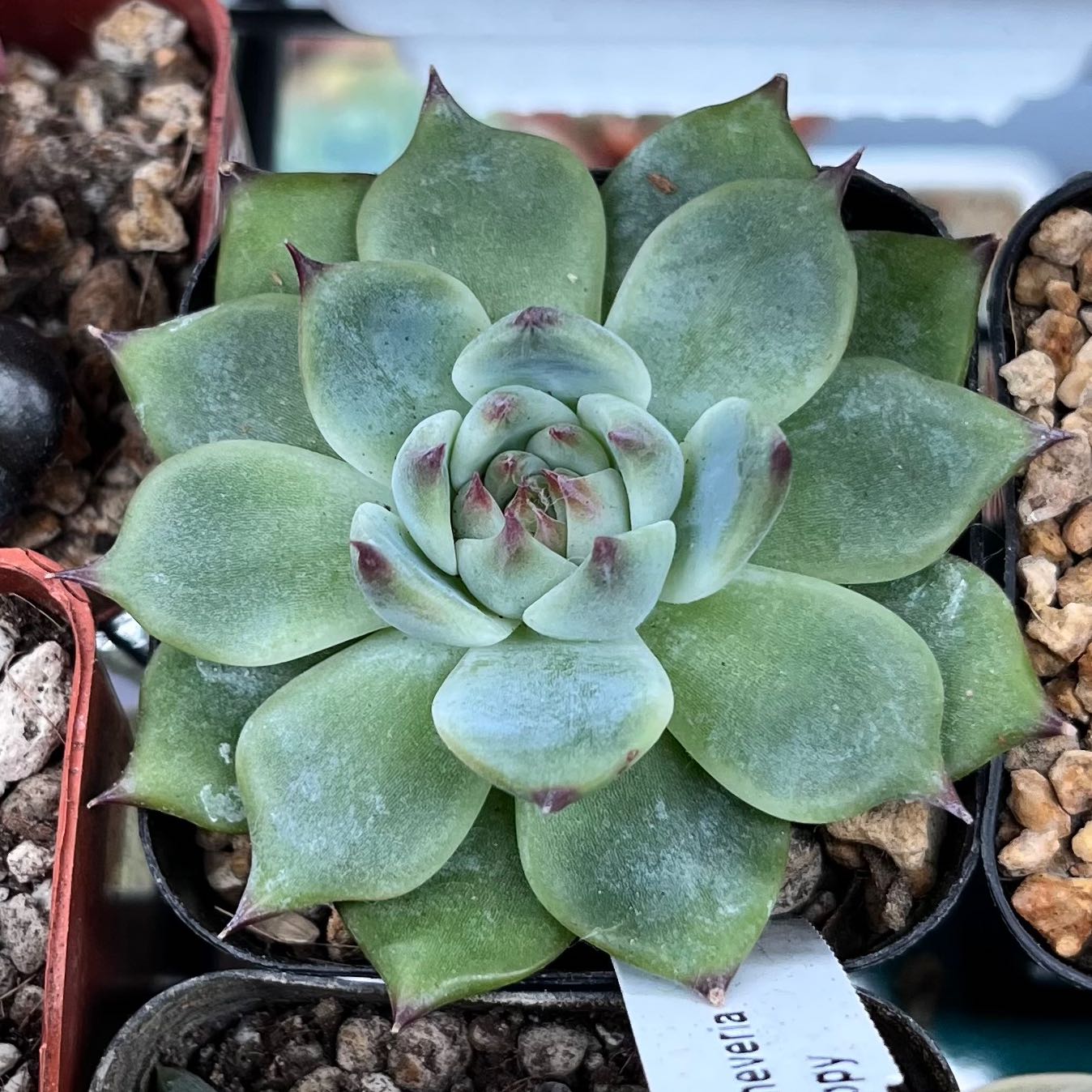 Echeveria chihuahuaensis uploaded to the Greg plant app by @deleted-
