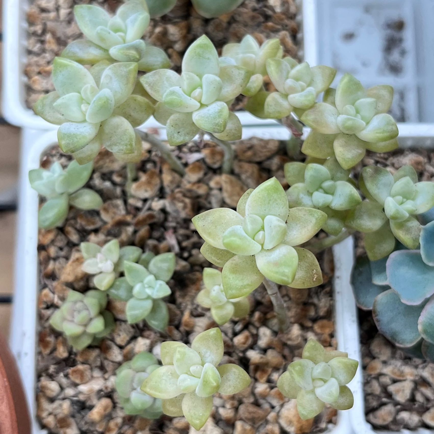 Graptosedum 'Ghosty' succulent in a pot with well-draining soil, appears healthy.