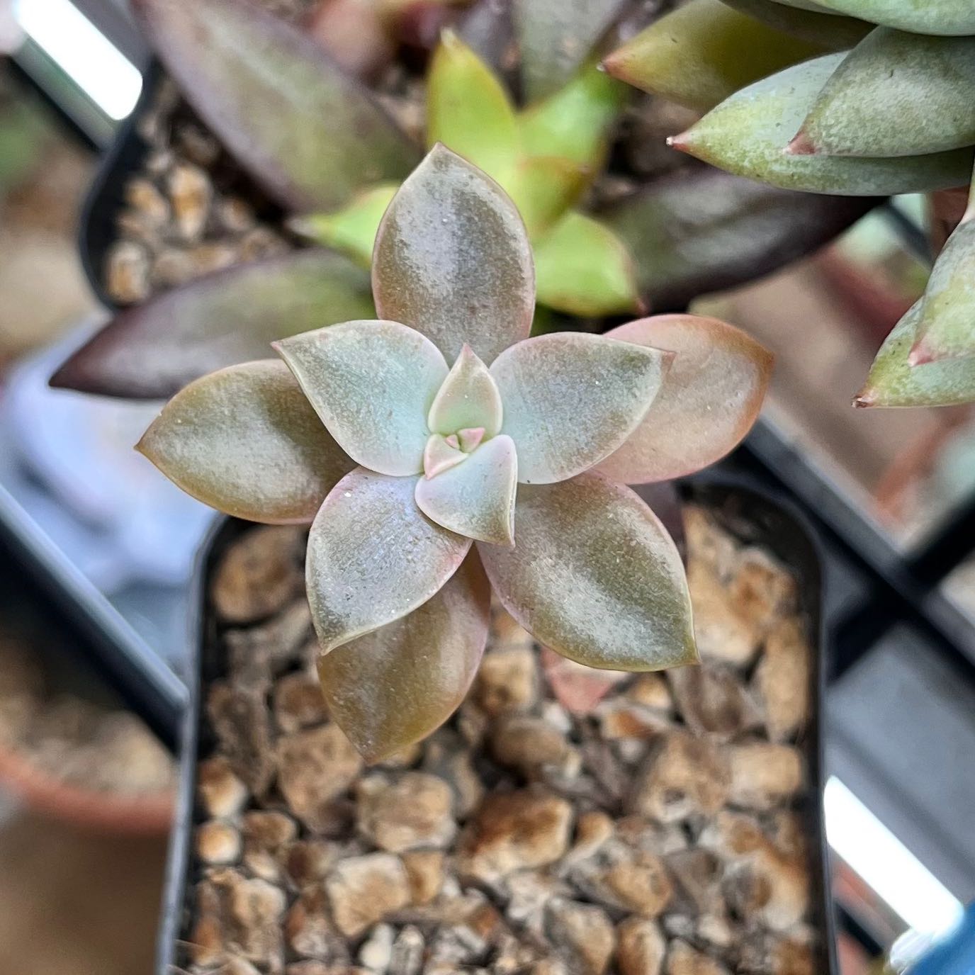 Graptoveria 'Fred Ives' succulent plant with healthy leaves in a pot.