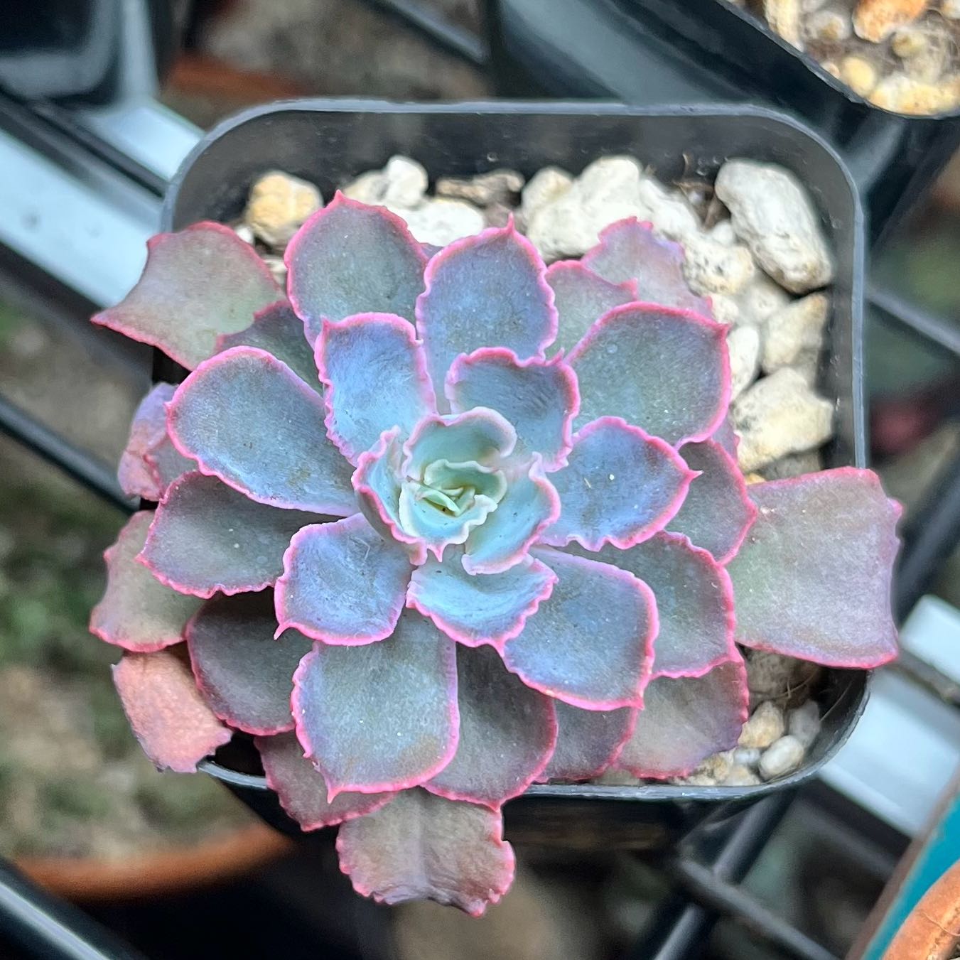 Echeveria 'Neon Breakers' succulent with pink-edged bluish leaves in a pot.