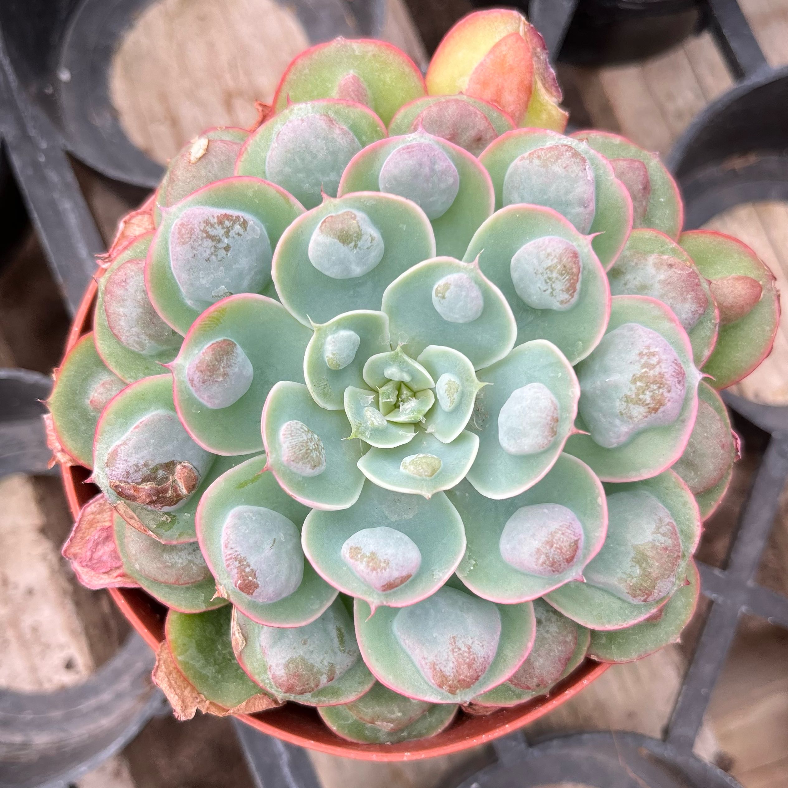 Raindrops Echeveria succulent with green leaves and pinkish edges, minor browning on outer leaves.