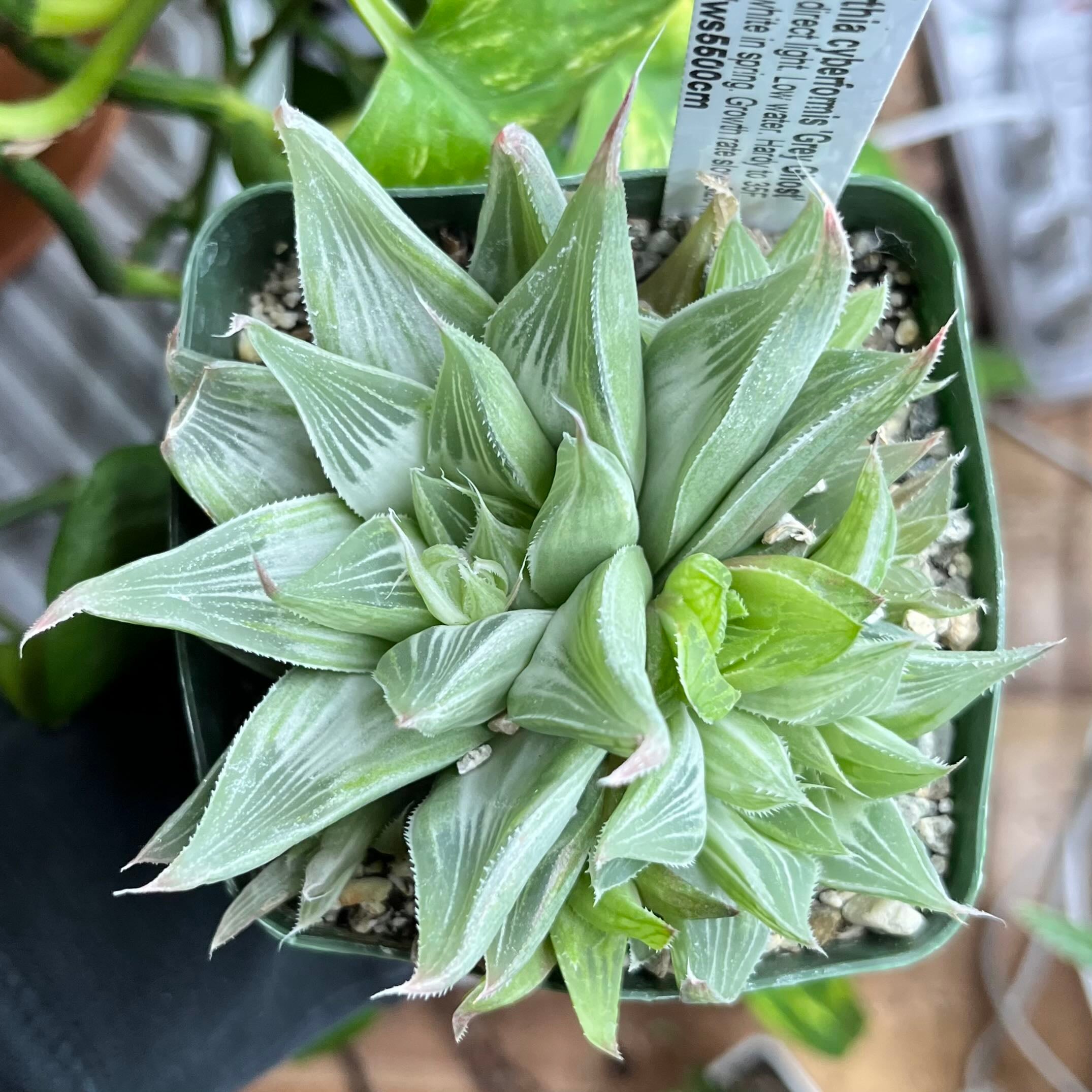 Why Are My Haworthia spp. Leaves Falling Over?