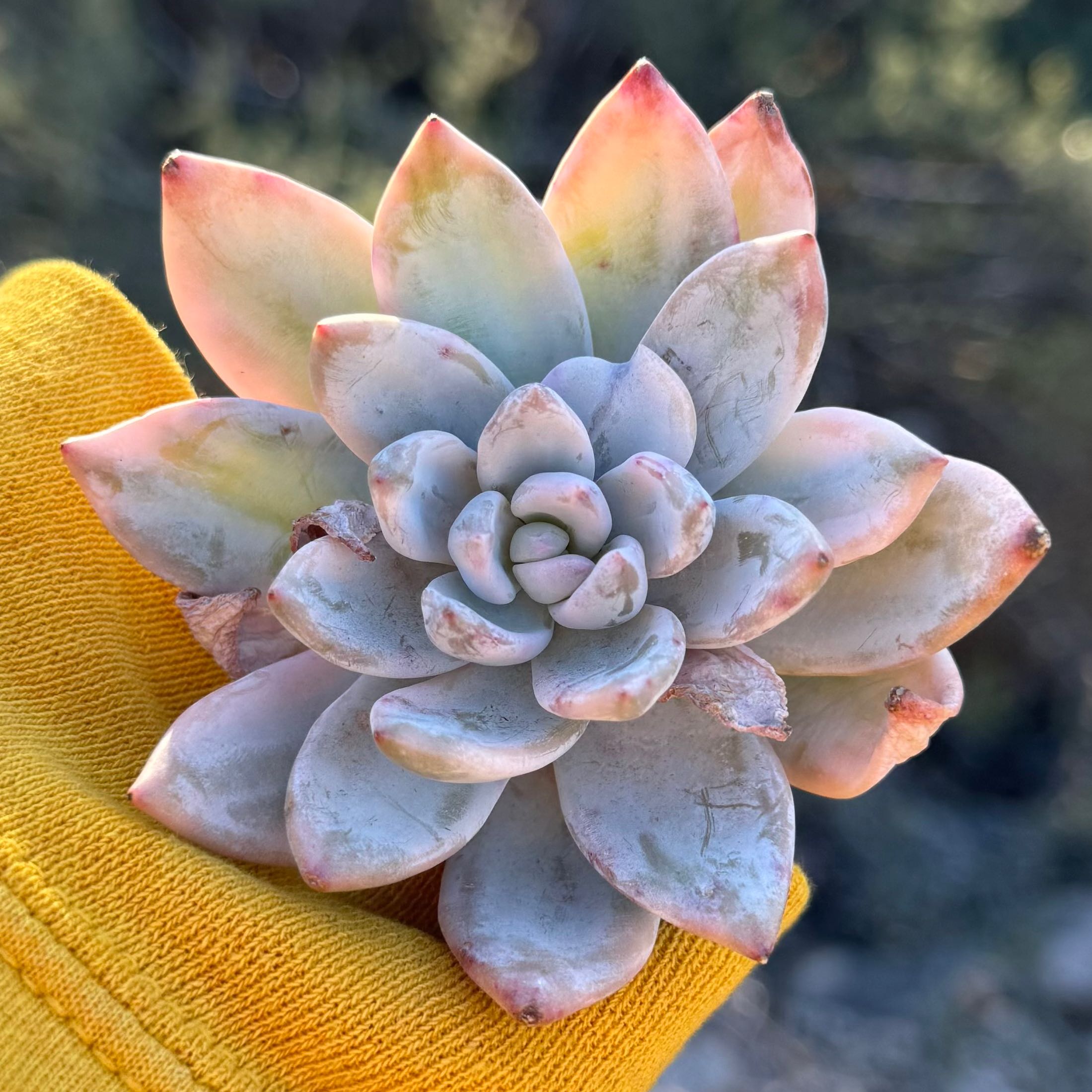 Photo of the plant species Pachyveria 'Powder Puff' by @slayonium named xPv. Simonoasa on Greg, the plant care app