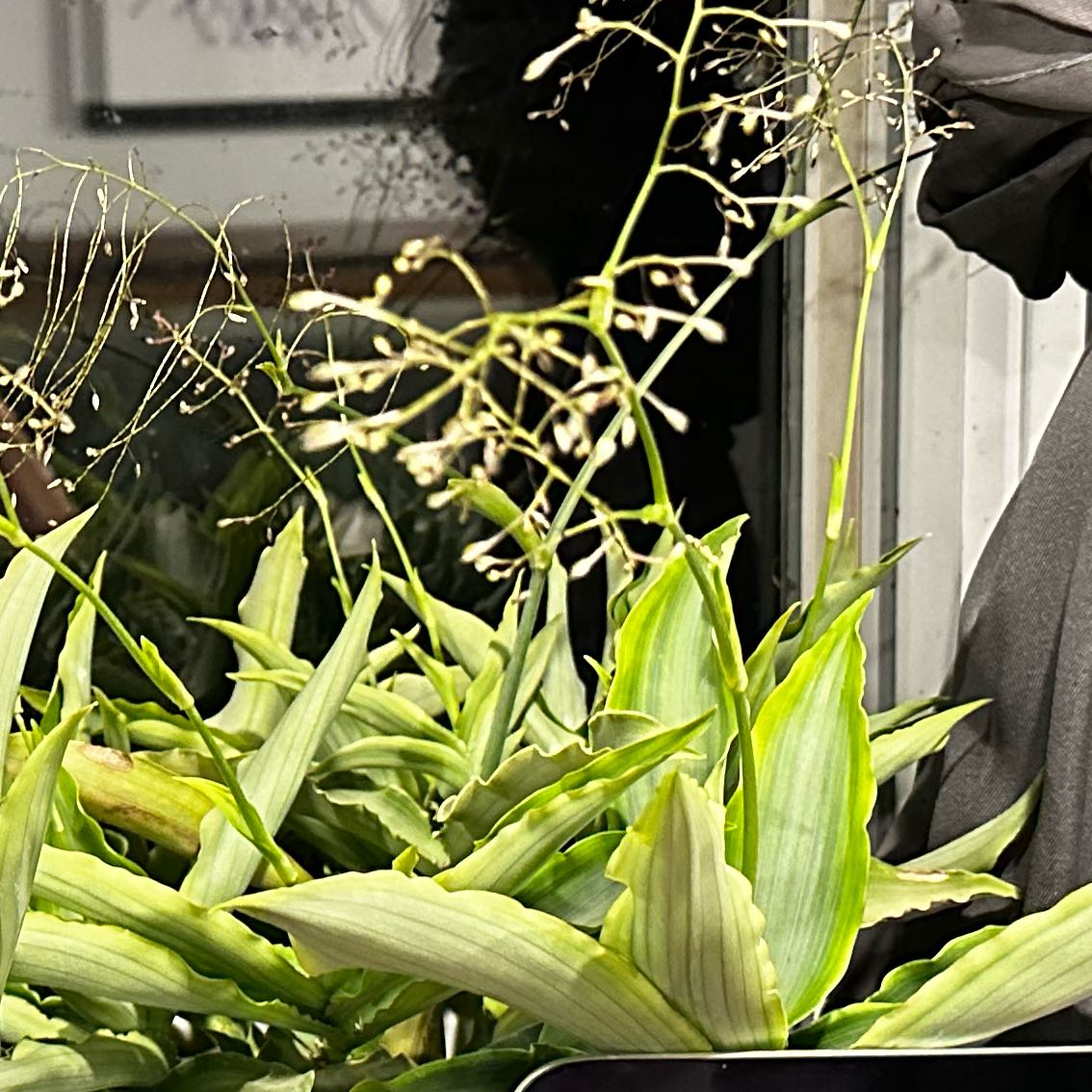 Bright Star Murdannia plant with yellowing leaves and dried flower stalks indoors.