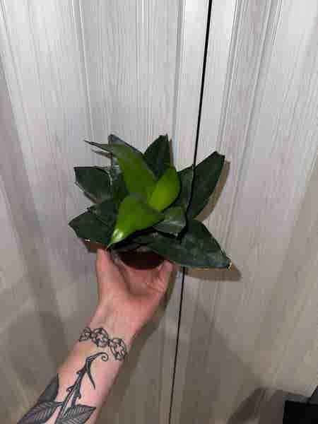 Photo of the plant species Black Jade Snake Plant by @BeautifulColeus named Pax on Greg, the plant care app