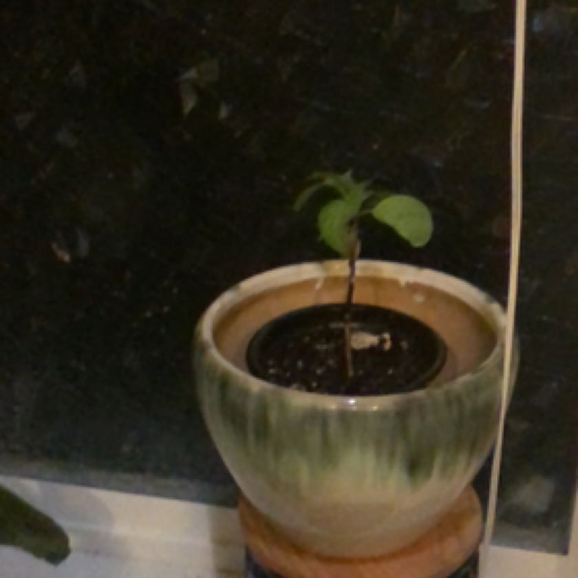 Photo of the plant species Angel Trumpet by @MasterlyTule named Ciri on Greg, the plant care app