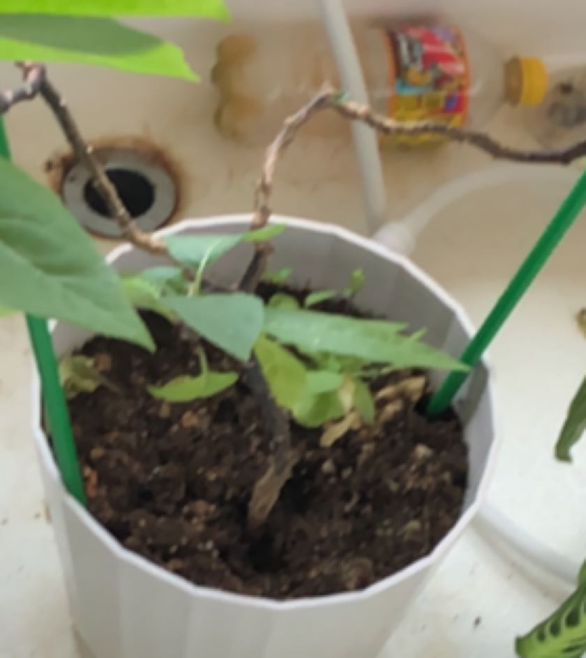Photo of the plant species Angel Trumpet by @MasterlyTule named Geralt on Greg, the plant care app
