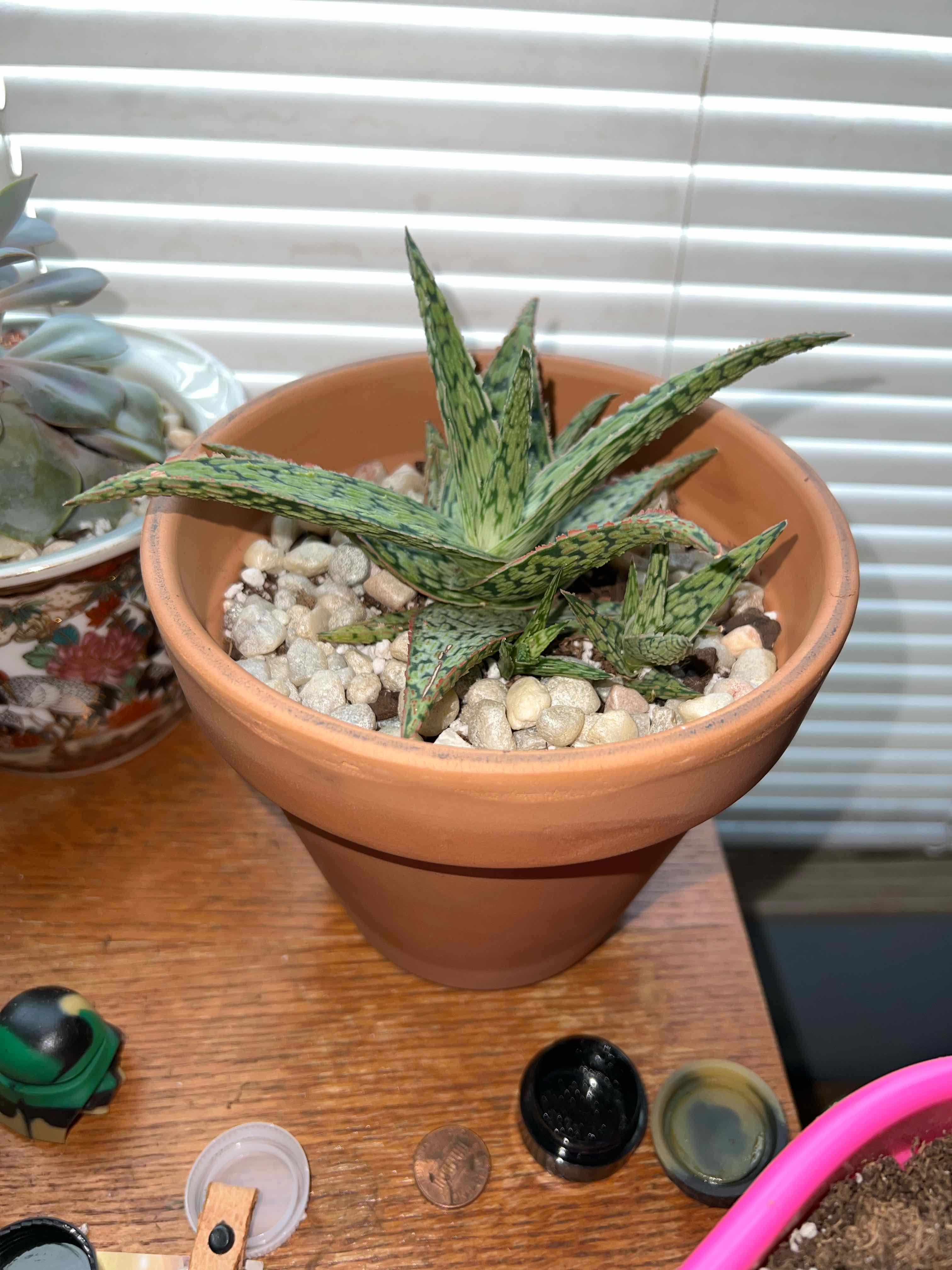 Pink Blush Aloe plant in a terracotta pot with rocky soil, appears healthy.
