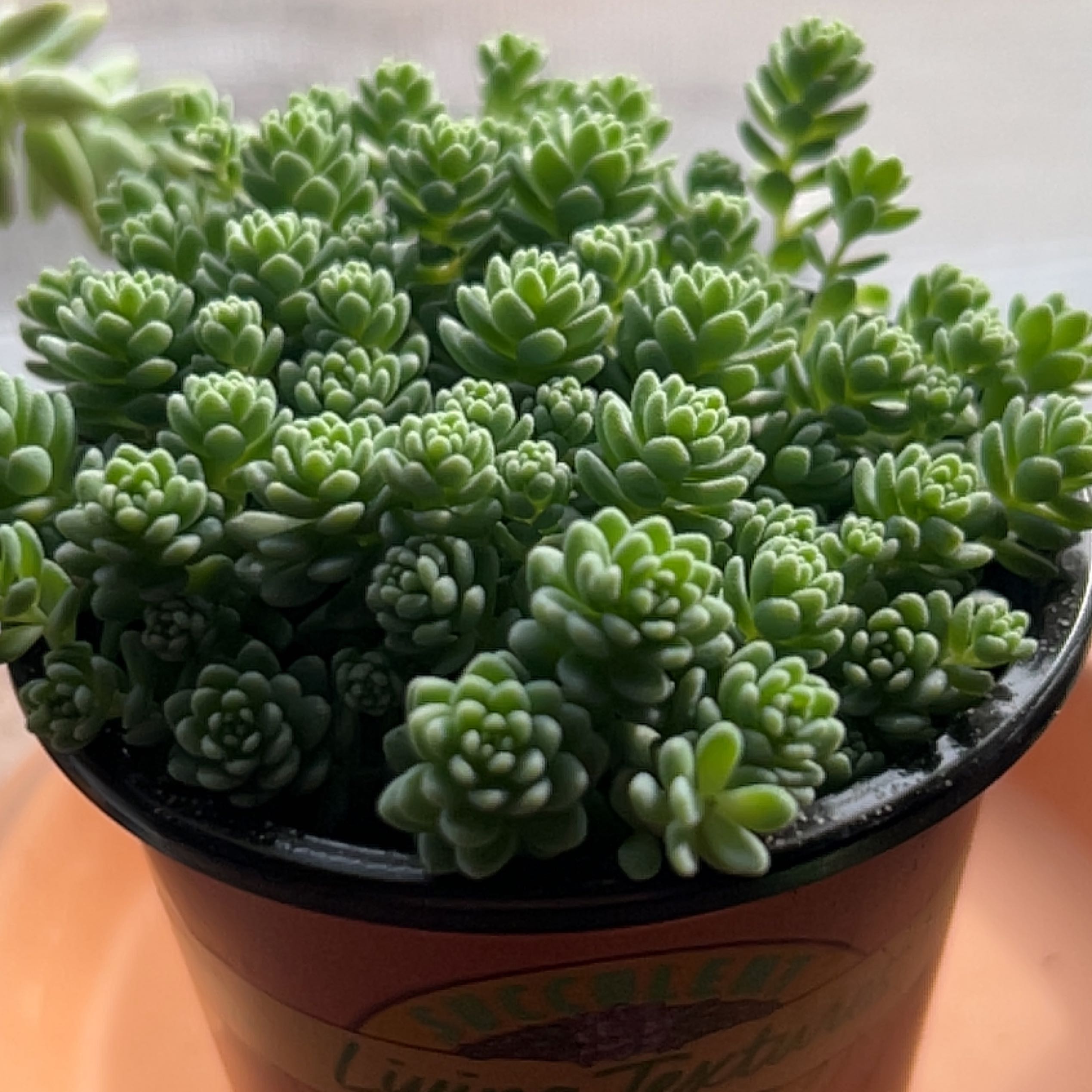 Photo of the plant species Blue Tears Sedum by @MellowlyAgboy named Cleopatra on Greg, the plant care app