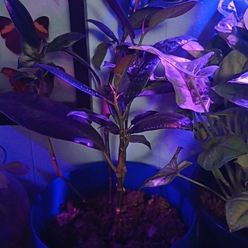 Photo of the plant species Rubber Plant 'Abidjan' by @KinglyRubyball named Lebron on Greg, the plant care app