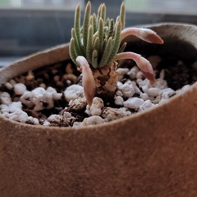 Photo of the plant species Avonia alstonii by @PeachySilktree named Tree Diddy on Greg, the plant care app