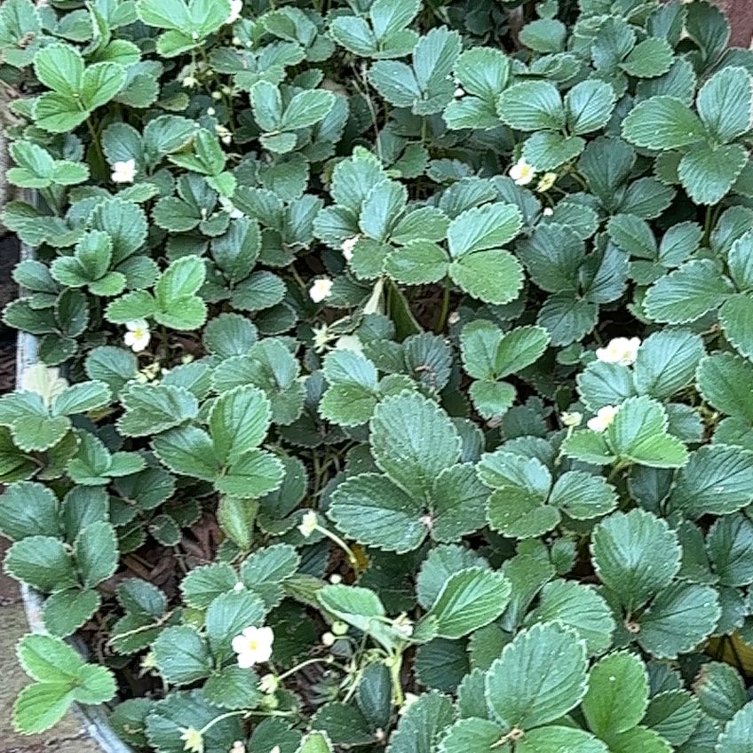 Photo of the plant species White Strawberry by @RousingPomelo named Orwell on Greg, the plant care app