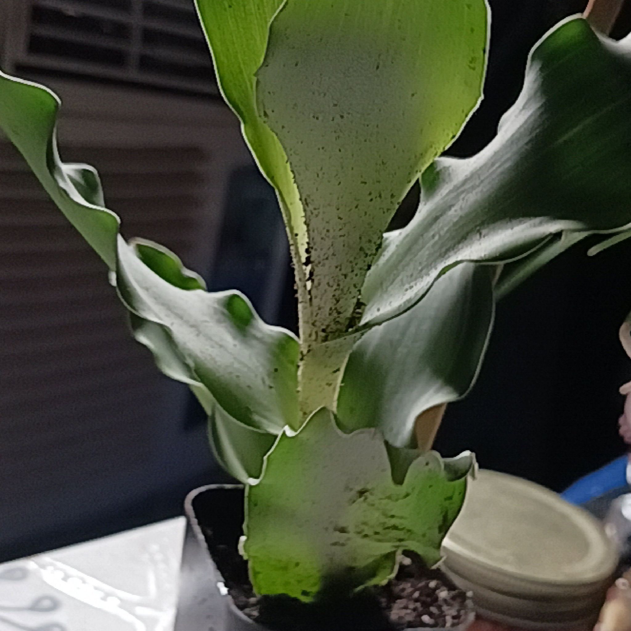 Bright Star Murdannia plant with broad, wavy leaves and visible soil in the pot.