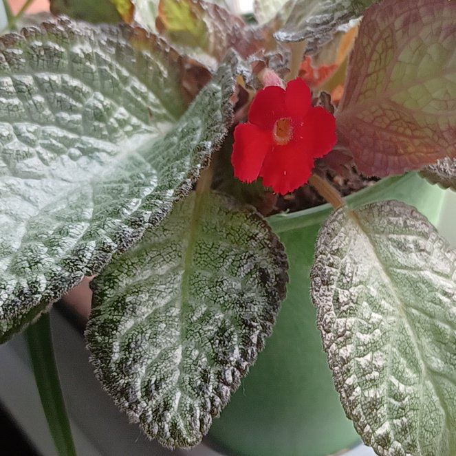 Photo of the plant species Acajou by @MerrySplitrock named Madonna on Greg, the plant care app