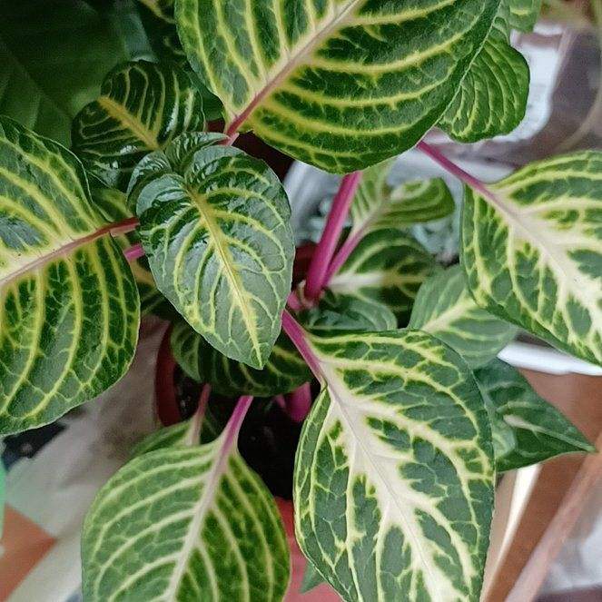 Photo of the plant species Variegated Blood Leaf by @MerrySplitrock named Oscar on Greg, the plant care app
