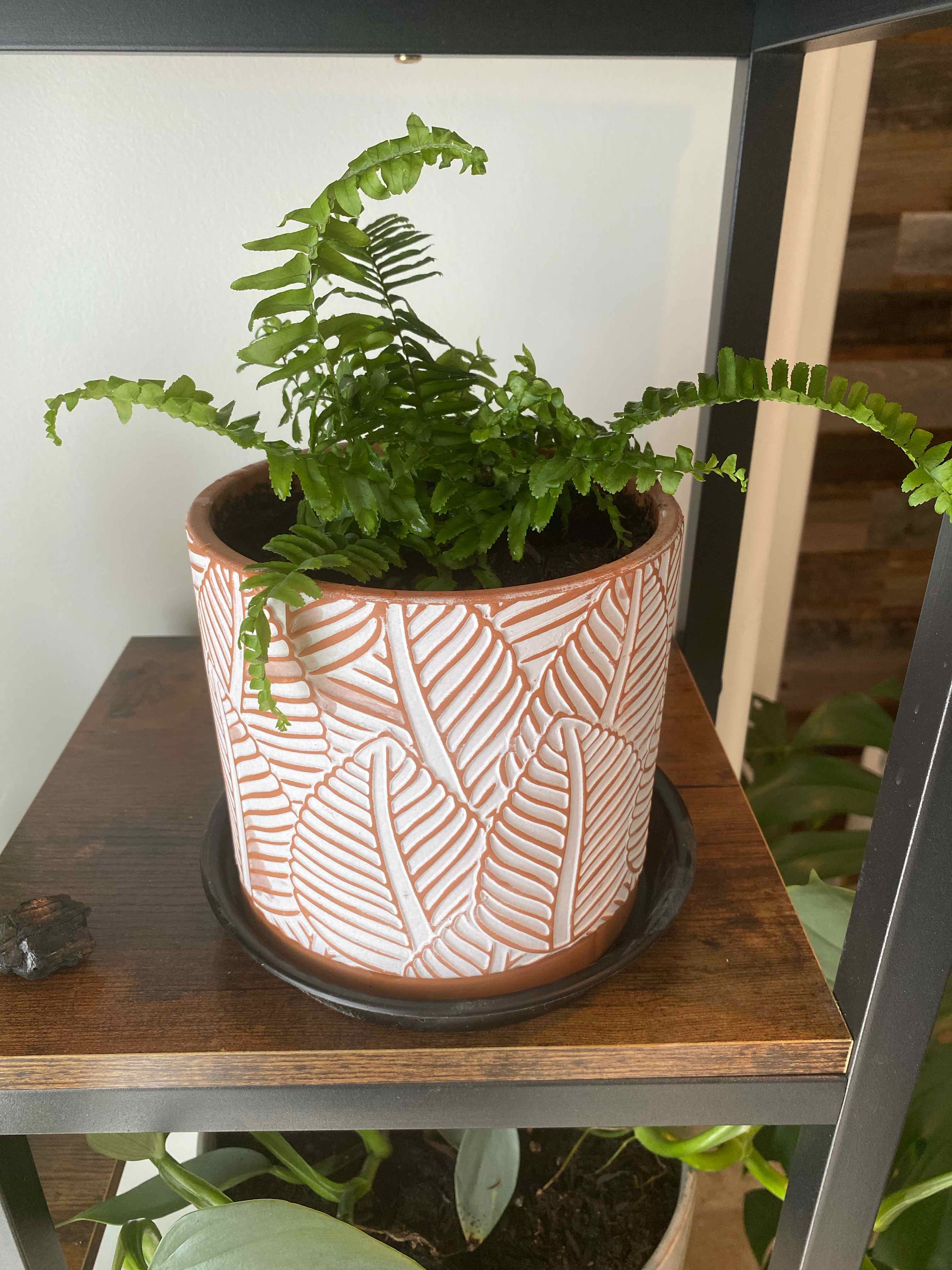 Potted Jesters Crown Fern on a wooden shelf, healthy green leaves.