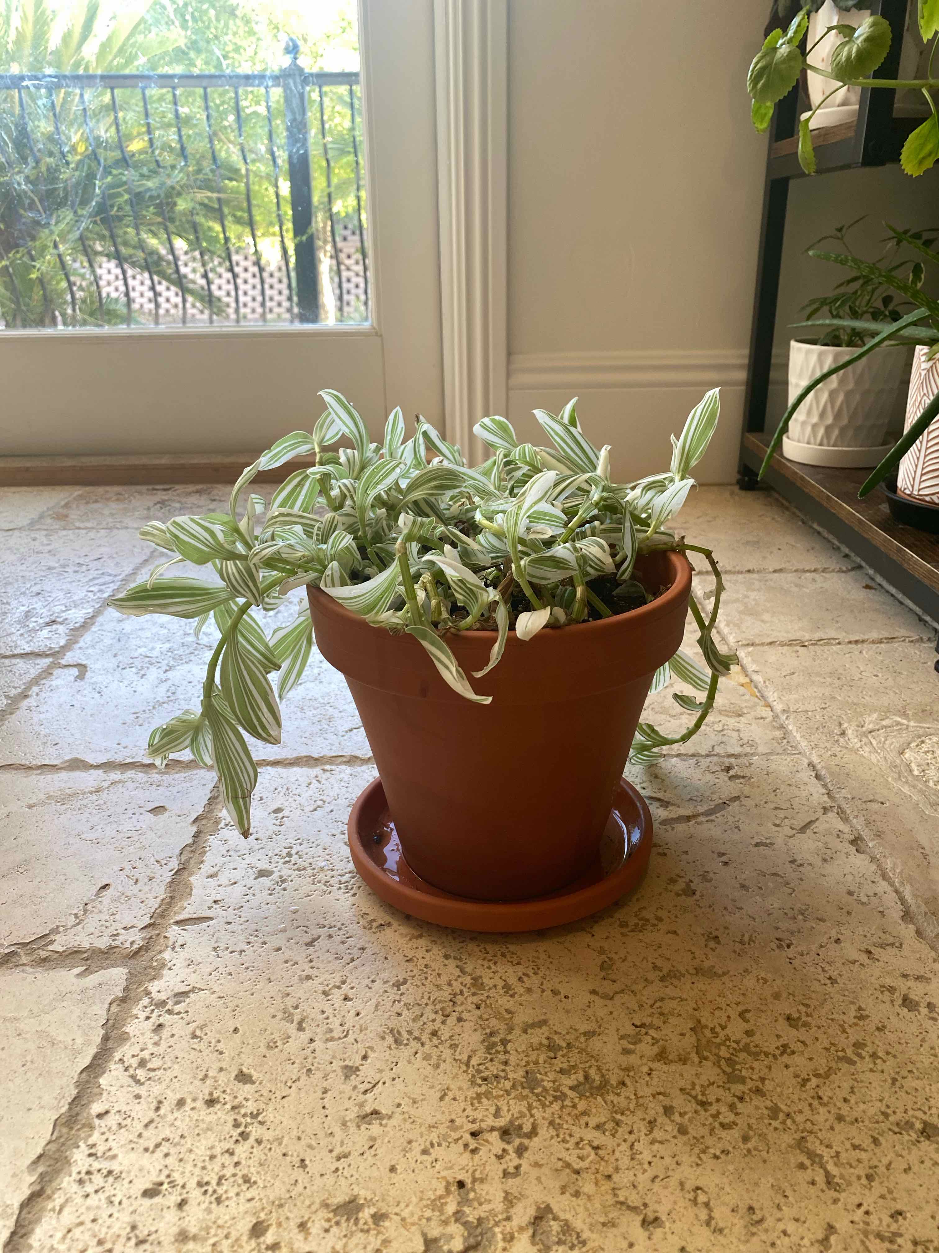 Photo of the plant species Tradescantia fluminensis 'White Stripes' by @BreezyGrows named Pinocchio on Greg, the plant care app
