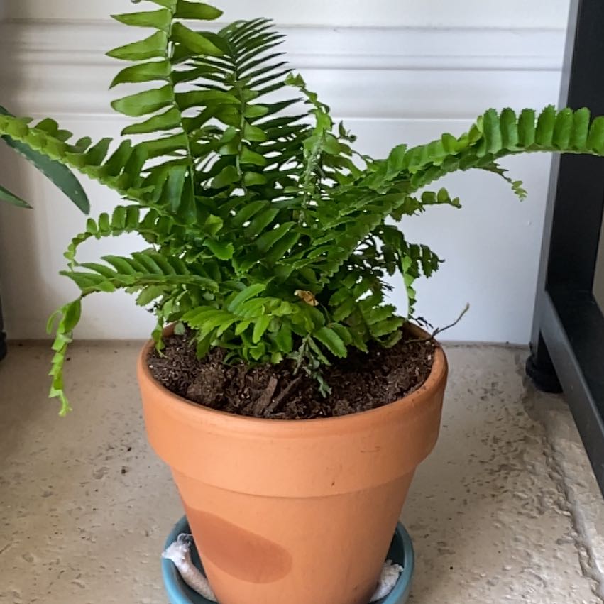 Jesters Crown Fern uploaded to the Greg plant app by @BreezyGrows