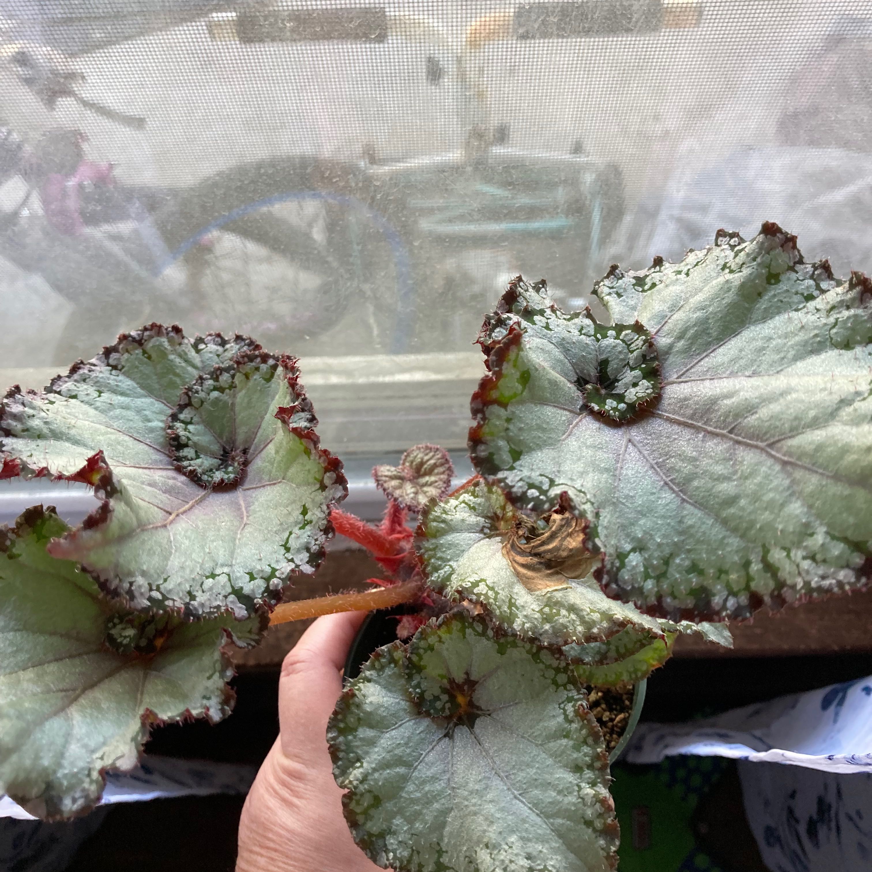 Rex Begonia 'Escargot' plant with spiral leaves, some browning, held by a hand.