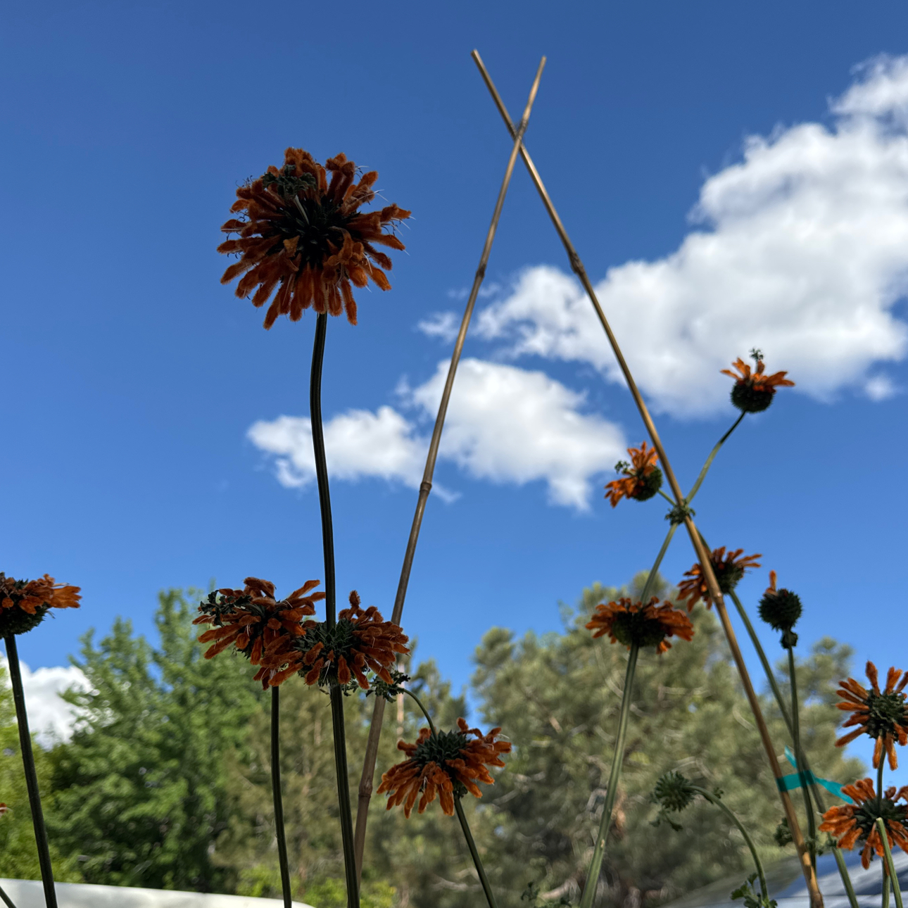 Photo of the plant species Lion's Ear by @LunaMay named Gaga on Greg, the plant care app