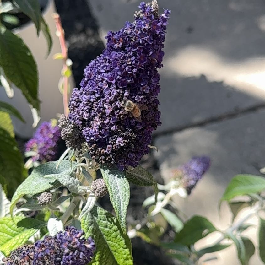 Photo of the plant species Orange Eye by @LunaMay named Foxxy on Greg, the plant care app