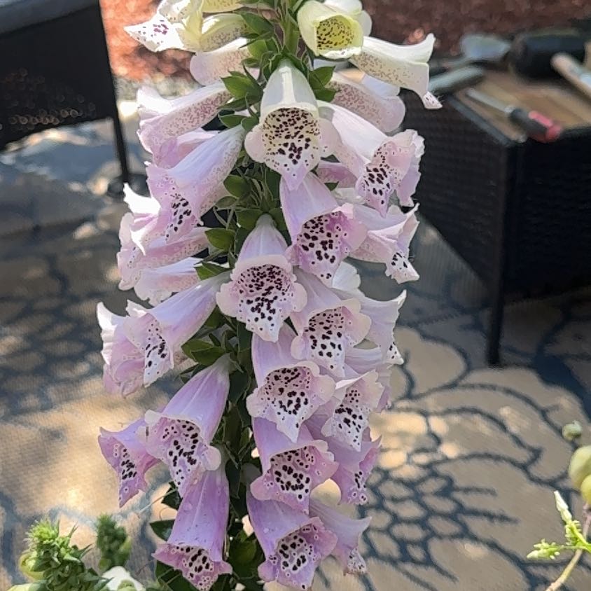 Photo of the plant species Purple Foxglove by @LunaMay named Wall-E on Greg, the plant care app
