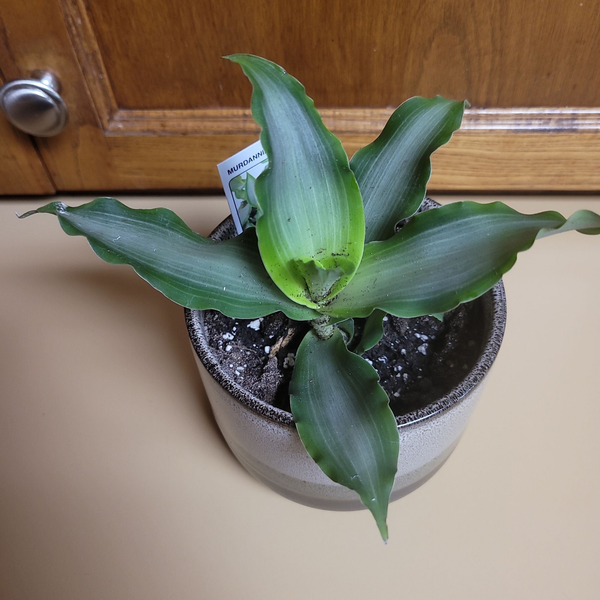 Potted Bright Star Murdannia plant with broad green leaves and visible soil.