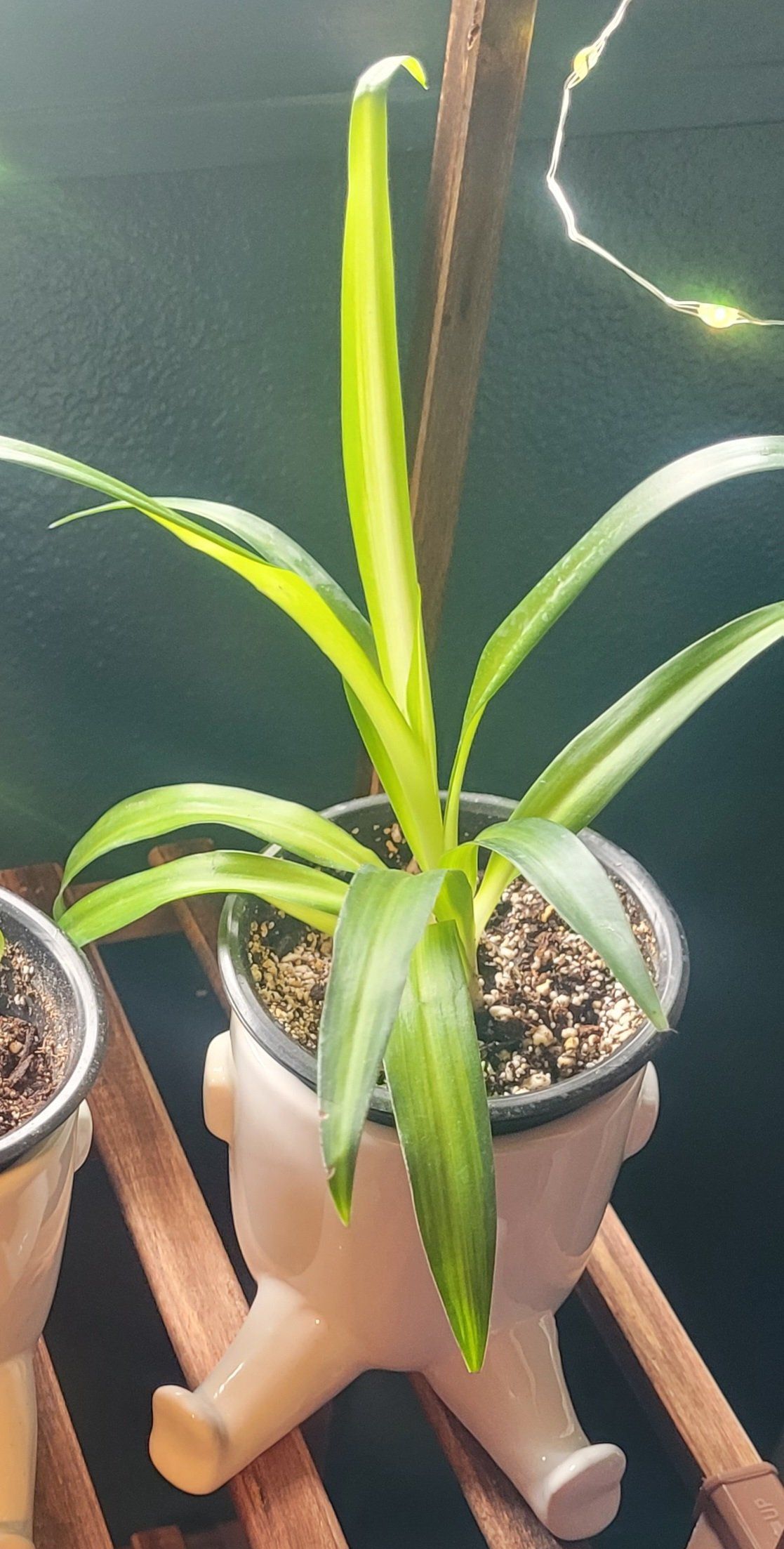 Hawaiian Spider Plant in a small pot with visible soil, healthy green leaves.