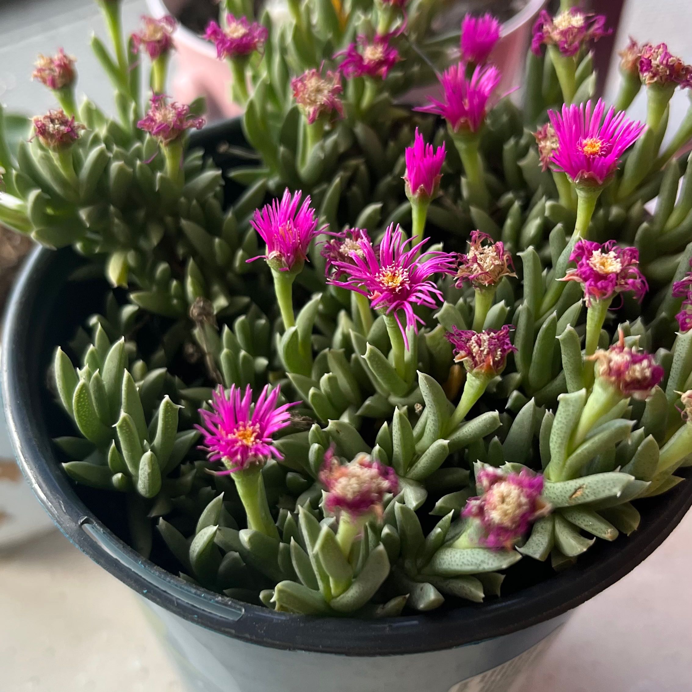 Photo of the plant species Ruschia pulvinaris by @YeahFrithia named Leonardo on Greg, the plant care app