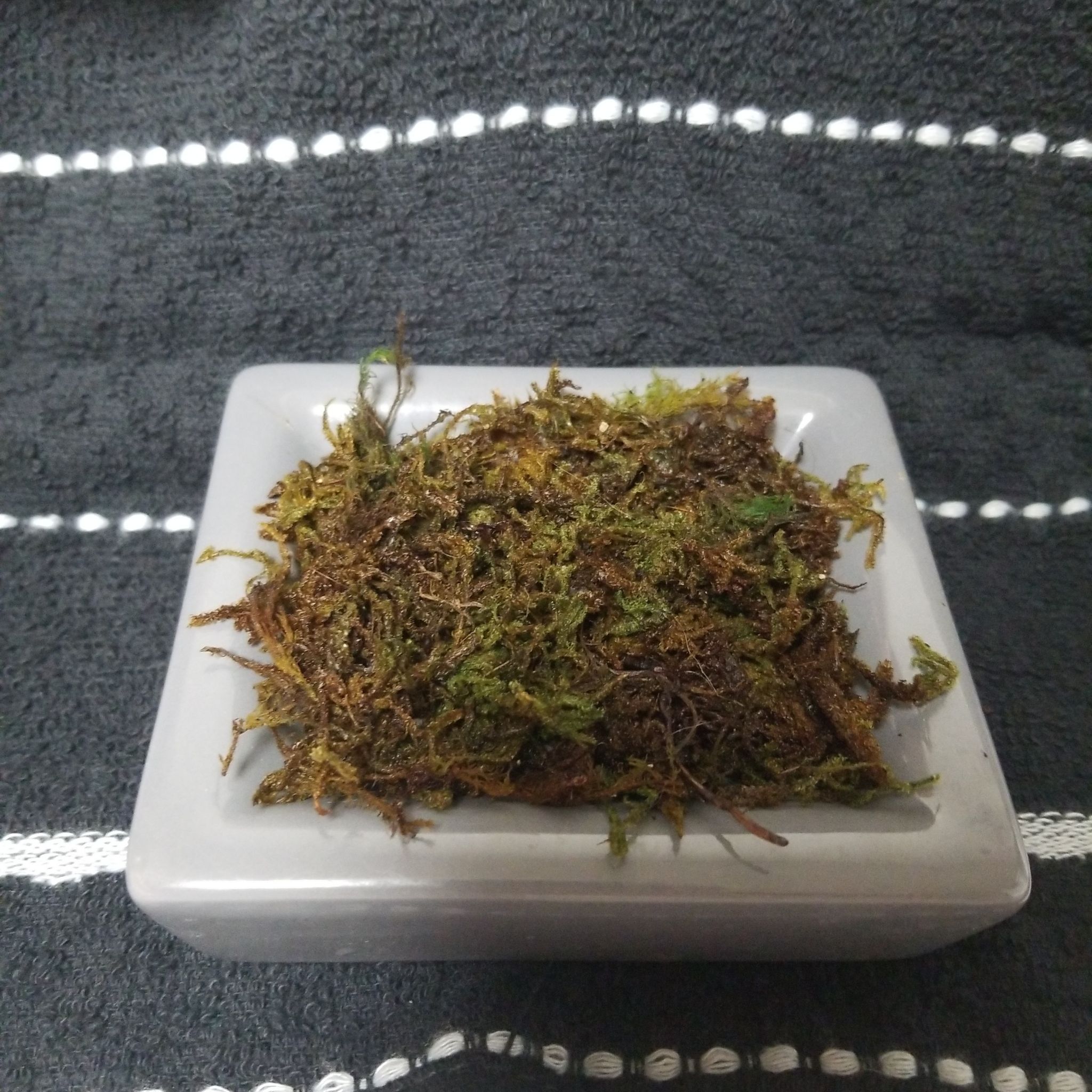 Photo of the plant species Moss by @PrimalRose named The Miracle Child on Greg, the plant care app