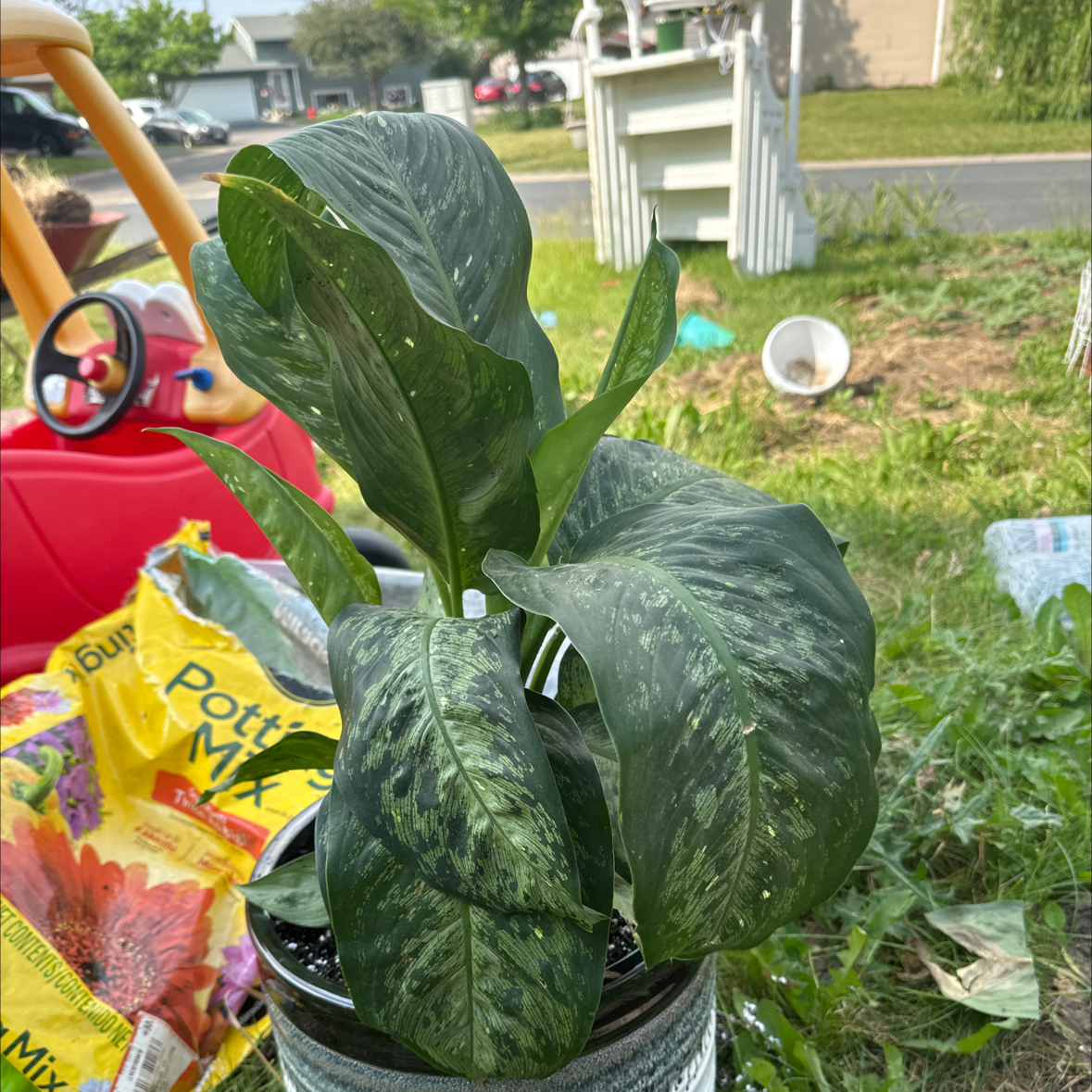 Photo of the plant species Dieffenbachia Snow by @Tattedlifelover named Archie on Greg, the plant care app