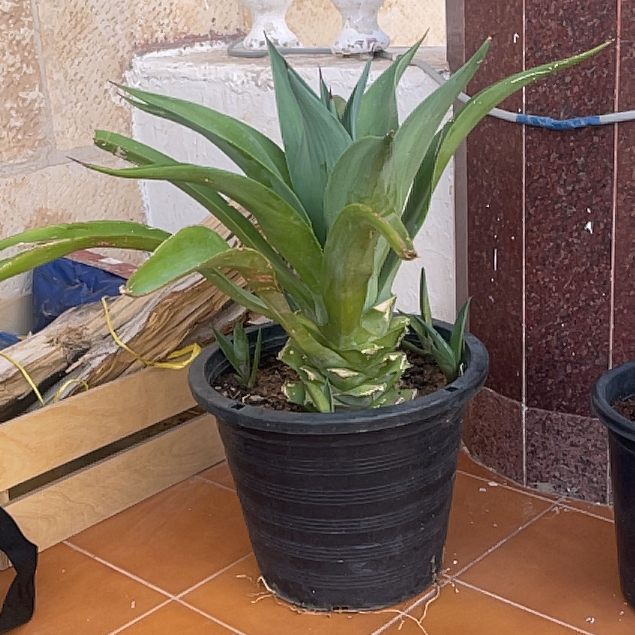 Photo of the plant species Agave by @ArdentViolet named Beckham on Greg, the plant care app