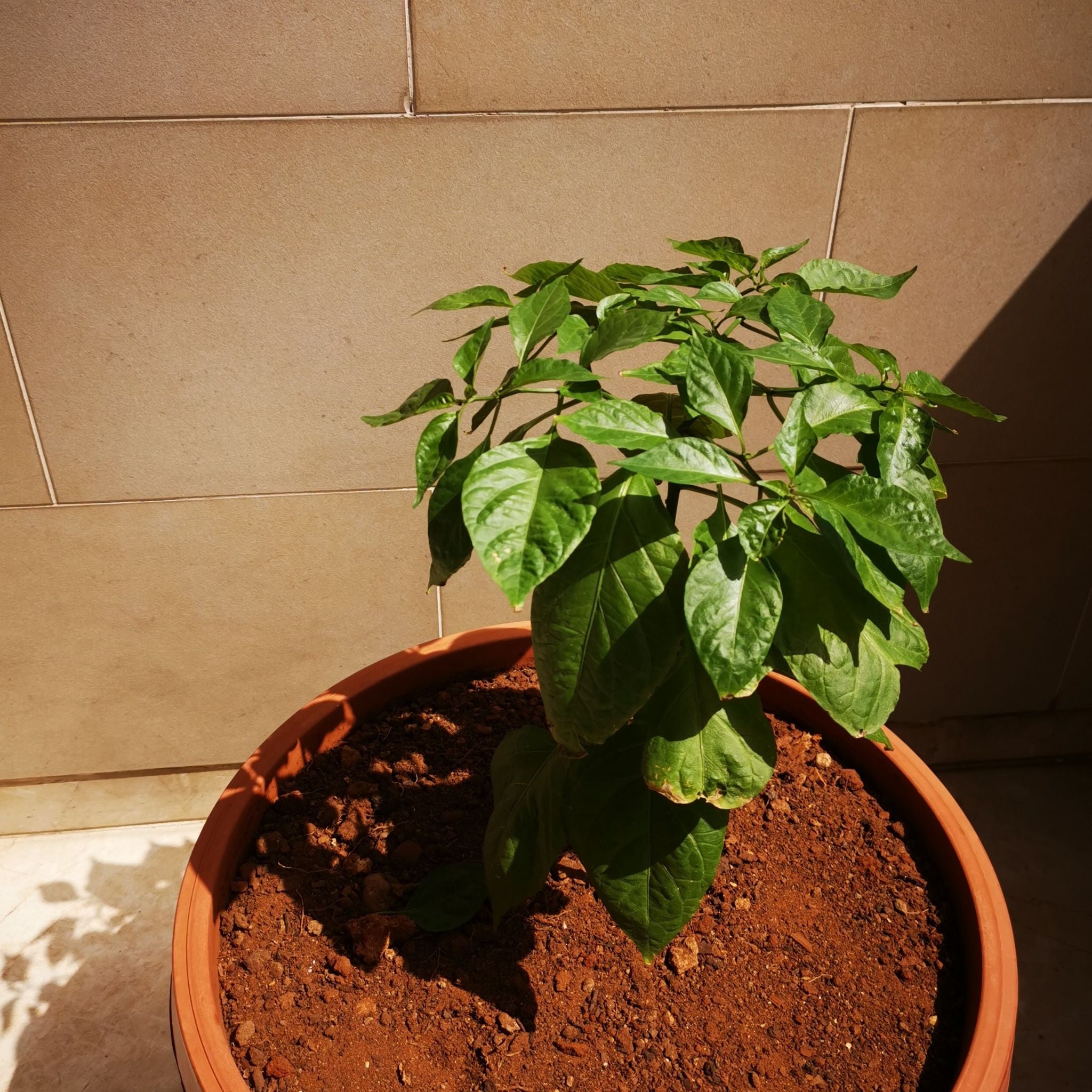 🌶 What Should I Do When Carolina Reaper Leaves Turn Yellow?