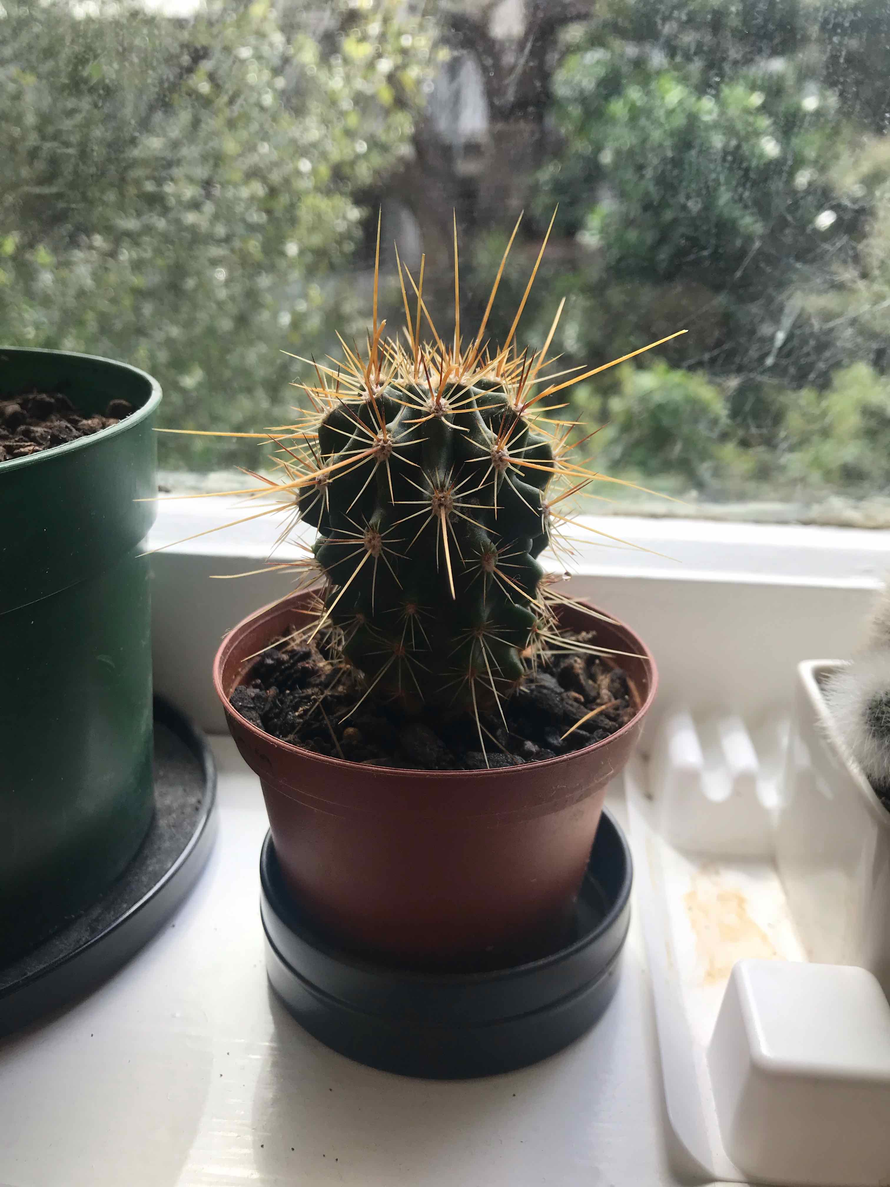 Scarlet Hedgehog Cactus in a pot on a windowsill, healthy and well-framed.