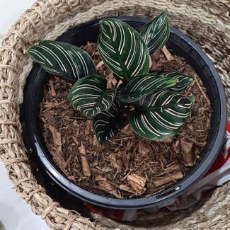 Pinstripe Calathea plant in Dundas, New South Wales