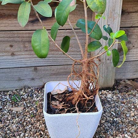 Photo of the plant species Natasha Weeping Fig by @HomelyCarrottop named Rihanna on Greg, the plant care app