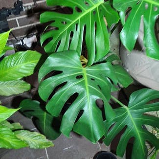 Monstera plant in Dundas, New South Wales