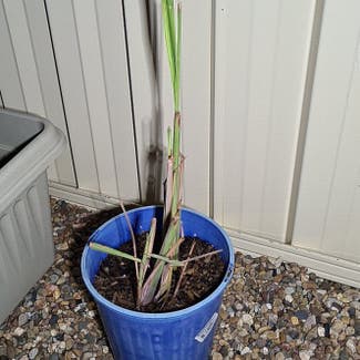 Lemon Grass plant in Dundas, New South Wales