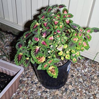Coleus plant in Dundas, New South Wales