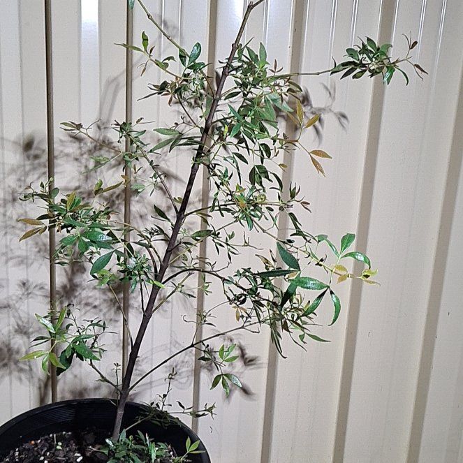 Photo of the plant species Christmasbush by @HomelyCarrottop named Curie on Greg, the plant care app