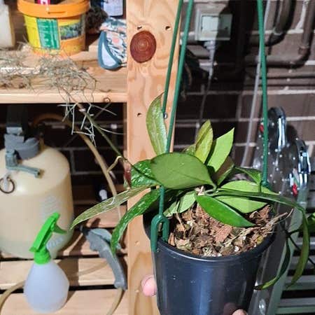 Photo of the plant species Hoya 'Memoria' by @HomelyCarrottop named Hemingway on Greg, the plant care app