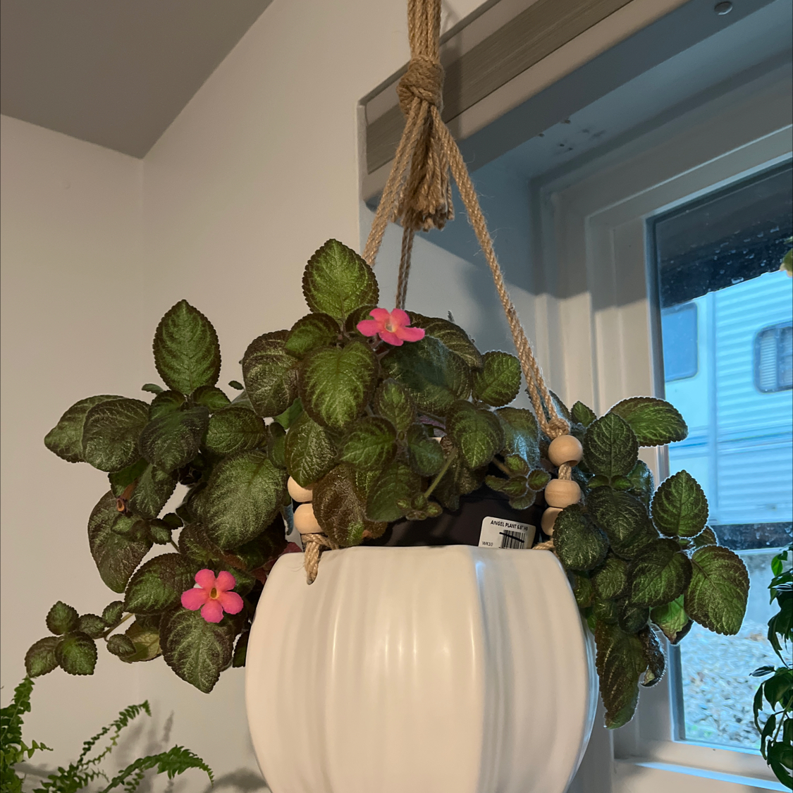 Hanging Speckled Spur Flower plant in a white pot with pink flowers.