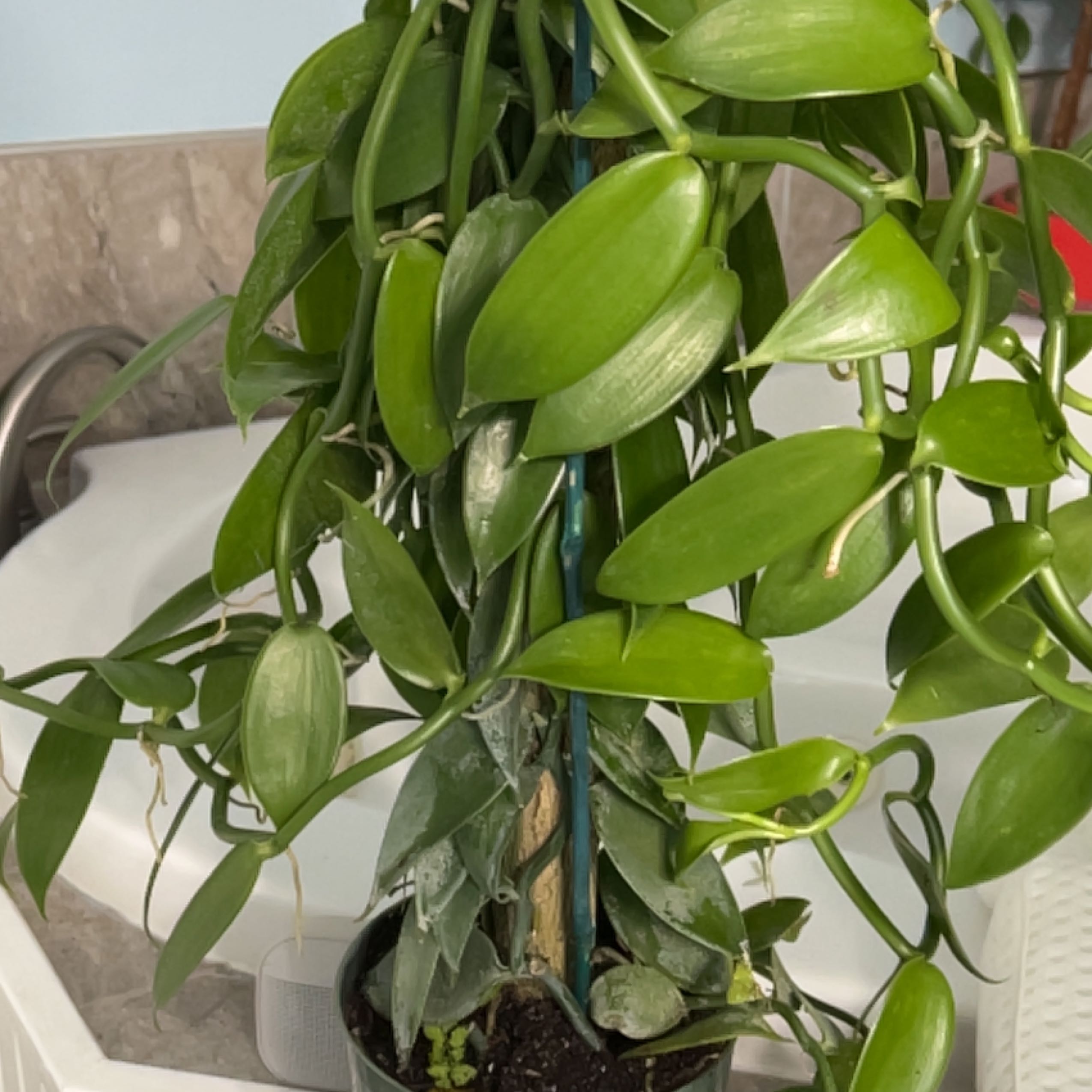 Flat Leafed Vanilla plant with healthy green leaves, supported by a stake and potted in soil.