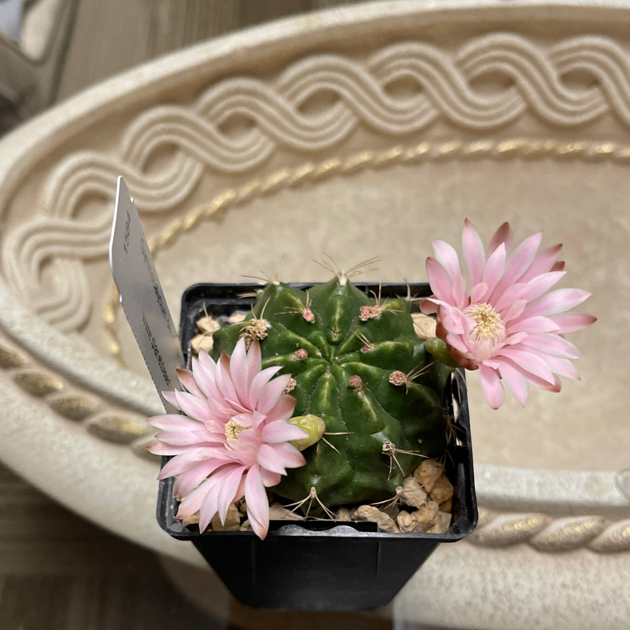 Photo of the plant species Purple Blush by @JessicaCJ named Coco on Greg, the plant care app